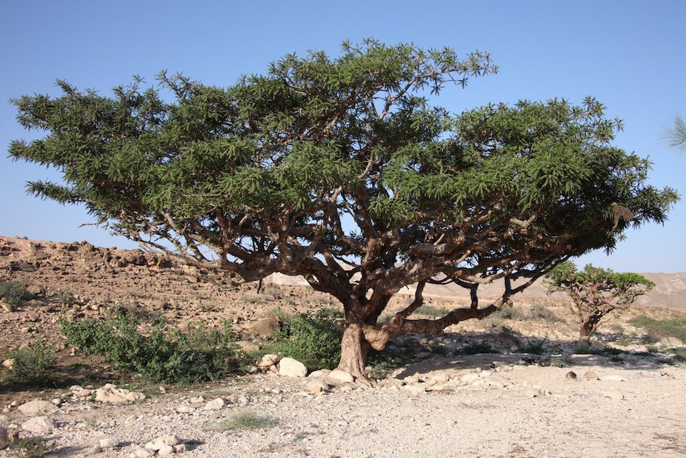 Can frankincense treat cancer?